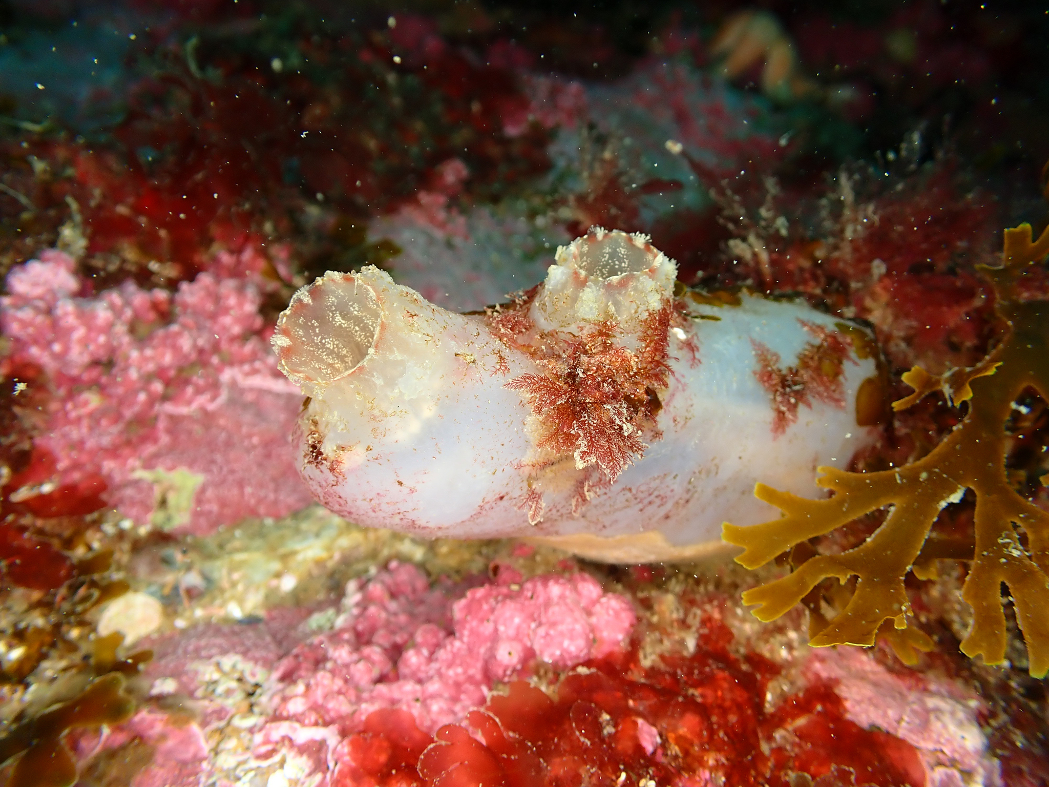 Ascidiella aspersa (Müller, 1776)