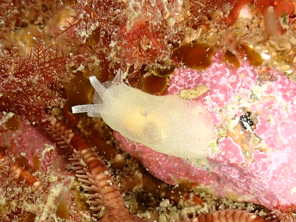 Berthella patagonica
