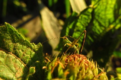 Orthoptera