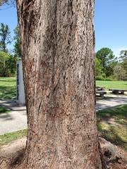 Eucalyptus resinifera