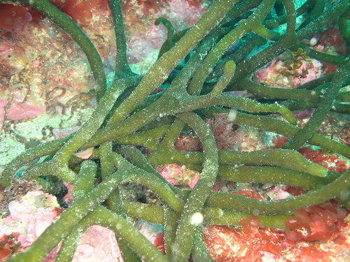 Codium decorticatum observed 2025-07-07