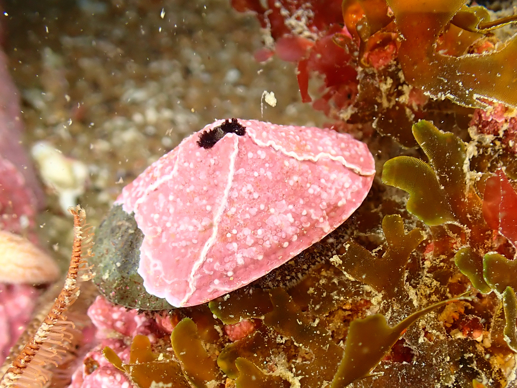 Fissurella radiosa tixierae