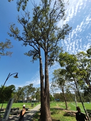 Eucalyptus resinifera