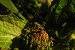 Orthoptera