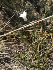Wahlenbergia albomarginata