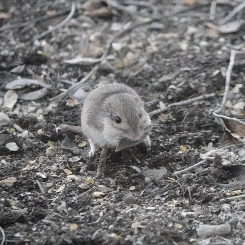 Desert Pocket Mouse