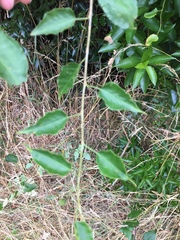 Muehlenbeckia australis