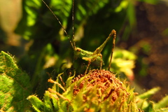 Orthoptera