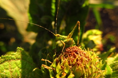 Orthoptera