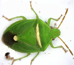 Ocirrhoe unimaculata