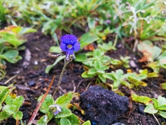 Veronica grandiflora