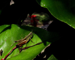 Orthoptera