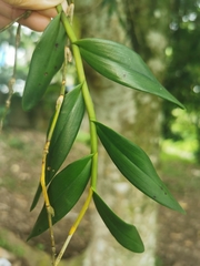 Crumenata
