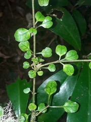Coprosma spathulata
