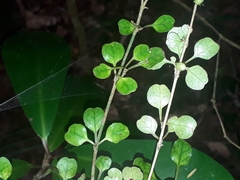 Coprosma spathulata