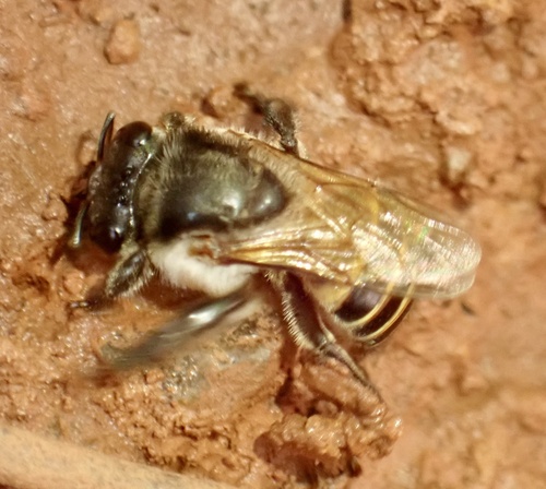 Melipona lateralis