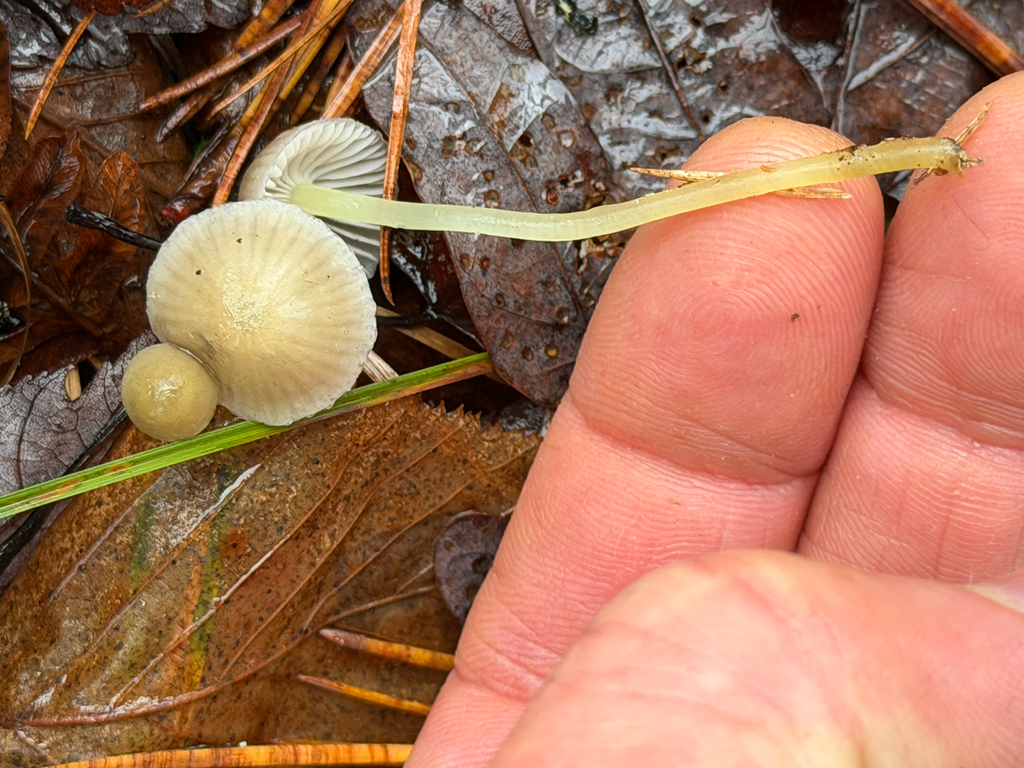 Mycena epipterygia · November 2025 · photo: © fungee (iNaturalist, cc0)