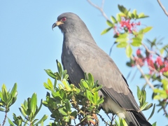 Rostrhamus sociabilis plumbeus