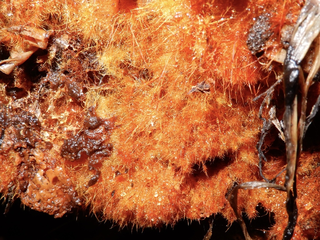 Domestici · December 2025 · photo: © cryptomarasmius (iNaturalist, cc-by)