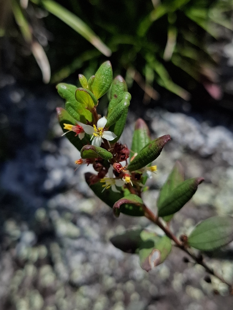 Marcetia bahiensis
