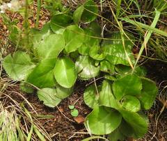 Alepidea setifera