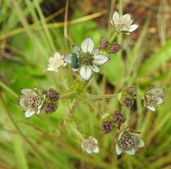Alepidea setifera