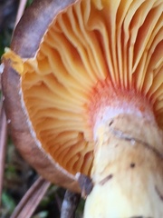 Hygrophorus hypothejus