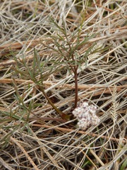 Lomatium geyeri