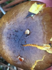 Hygrophorus hypothejus