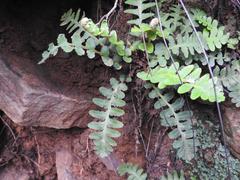 Asplenium phillipsianum