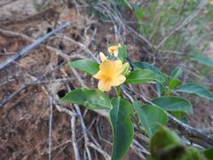 Barleria crossandriformis