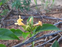 Barleria crossandriformis