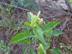 Barleria crossandriformis