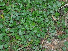 Hydrocotyle tripartita
