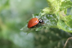 Cycloneda
