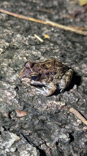Yapacana White-lipped Frog, Leptodactylus lithonaetes
