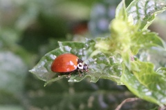 Cycloneda