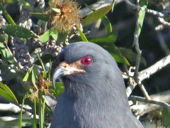 Rostrhamus sociabilis plumbeus