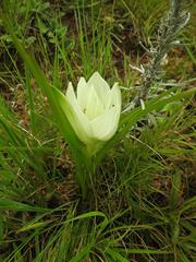 Colchicum striatum