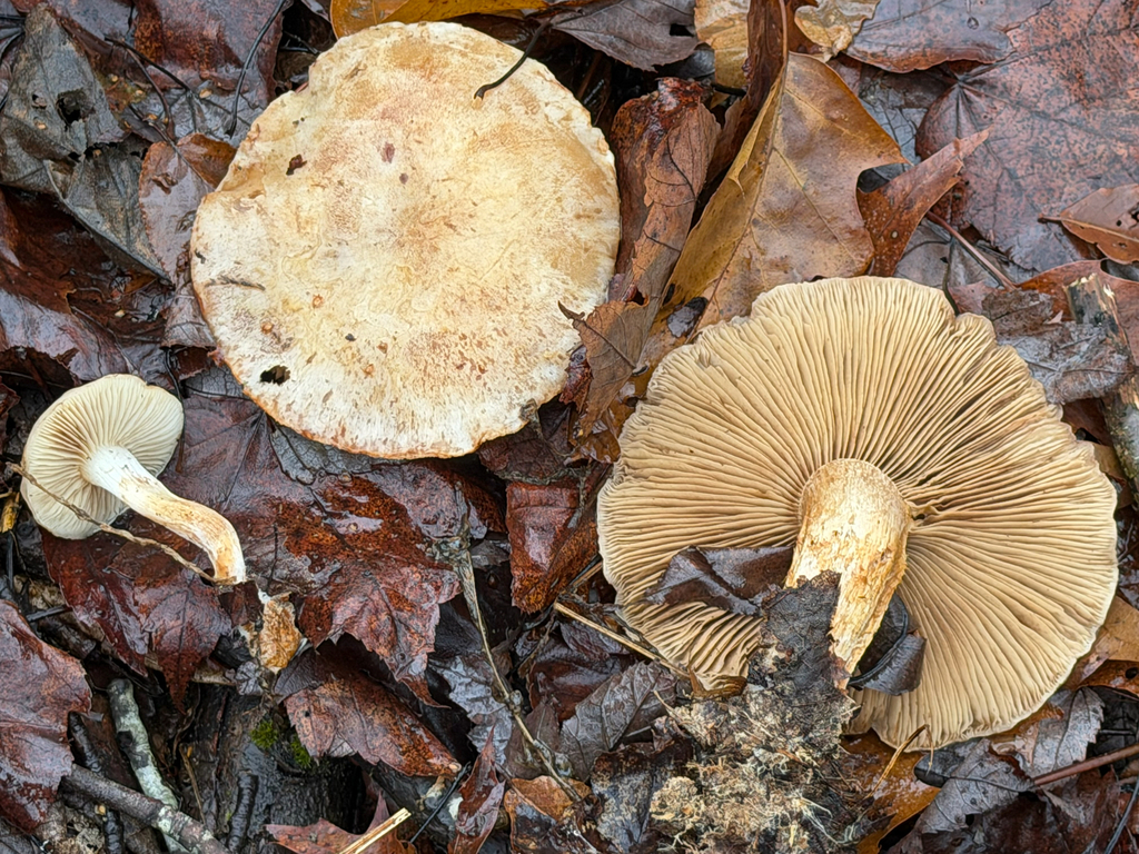 Pholiota lenta