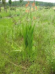 Crocosmia paniculata