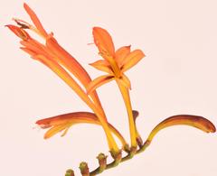 Crocosmia paniculata