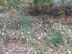 Helichrysum leucopsideum