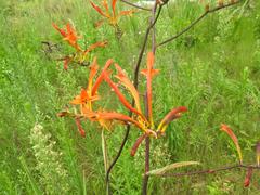 Crocosmia paniculata
