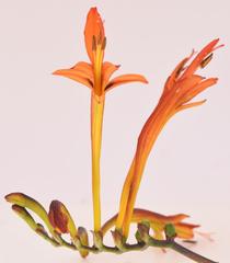 Crocosmia paniculata