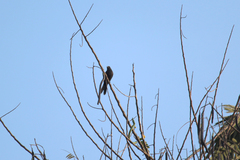 Melaenornis edolioides