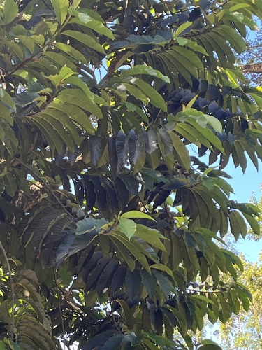 Annona reticulata - Whole tree