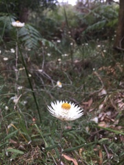 Helichrysum leucopsideum