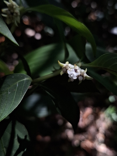 Hoffmannsegg's wild coffee (Palicourea hoffmannseggiana)