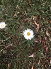 Helichrysum leucopsideum
